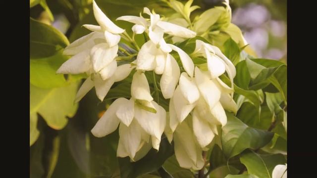 Canon SX540 hs sample images