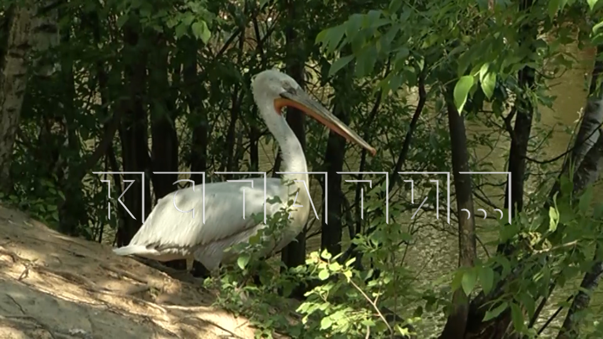В зоопарке неизвестные из охотничьего ружья расстреляли краснокнижного пеликана