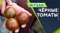 Вкусные Чёрные Помидоры Лучший сорт Томатов Кумато Советы Садоводам От Хитсад ТВ