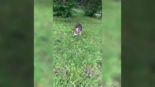 Прыжки за игрушкой. Амстафф. Стаффордширский терьер. Amstaff