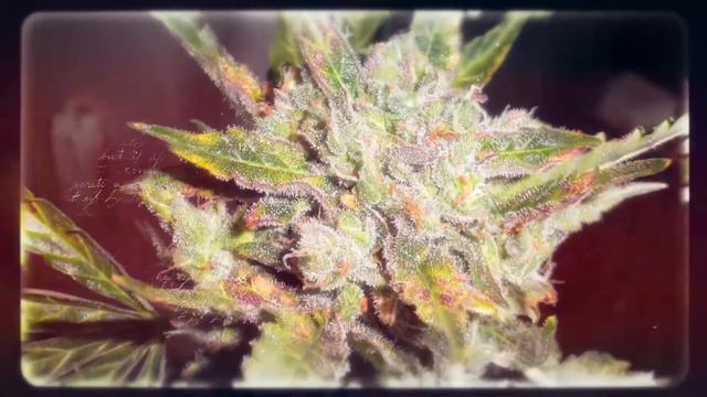 лучшие соцветия Marihuana