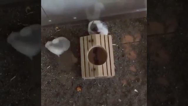 нас не догонят. А кто не с нами, по тому пробежимся