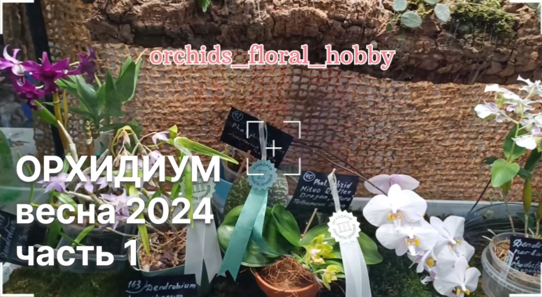 Орхидиум весна 2024. Обзор выставочной части 🌸😍🔥 #орхидиум2024 #orchidium #орхидиум