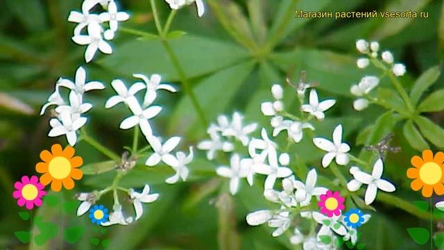 Подмаренник душистый. Краткий обзор, описание характеристик, где купить саженцы galium odoratum