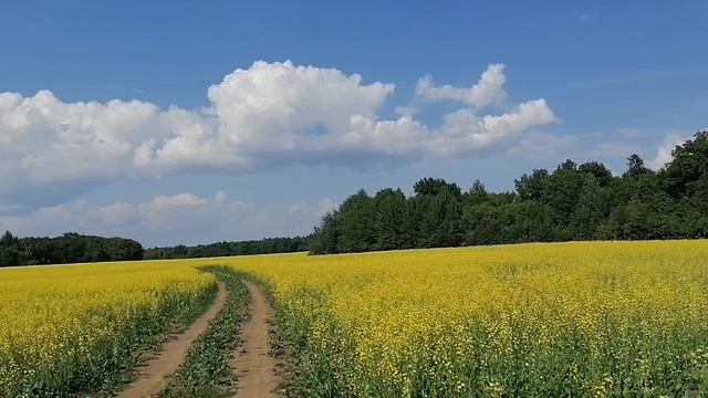 Местная природа вблизи дома
