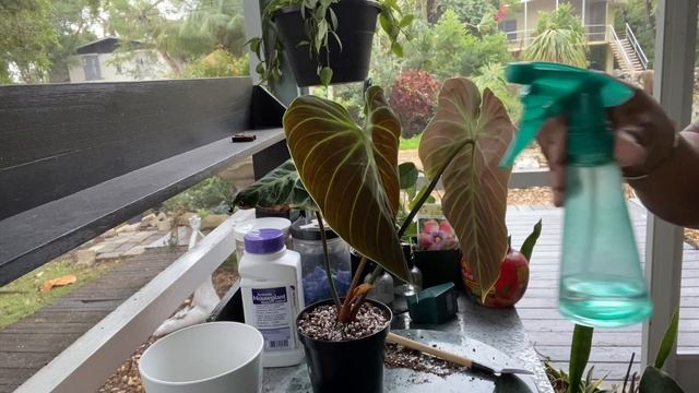 New House Plant Care Routine Repot Root Rot  Pest Philodendron Anthurium