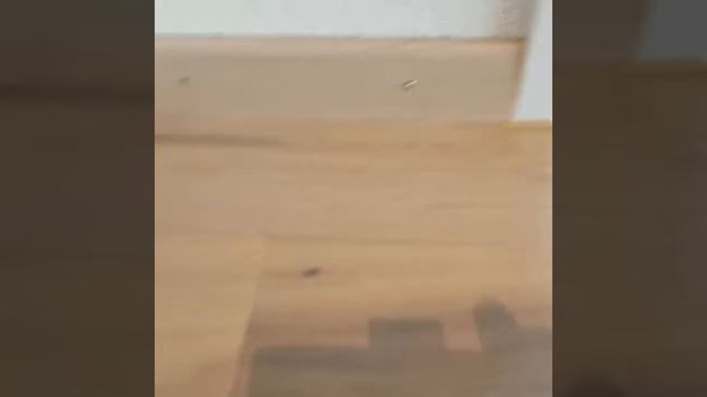 KLV Bodenbeläge GmbH Landhausdielen Eiche Country weiss geölt