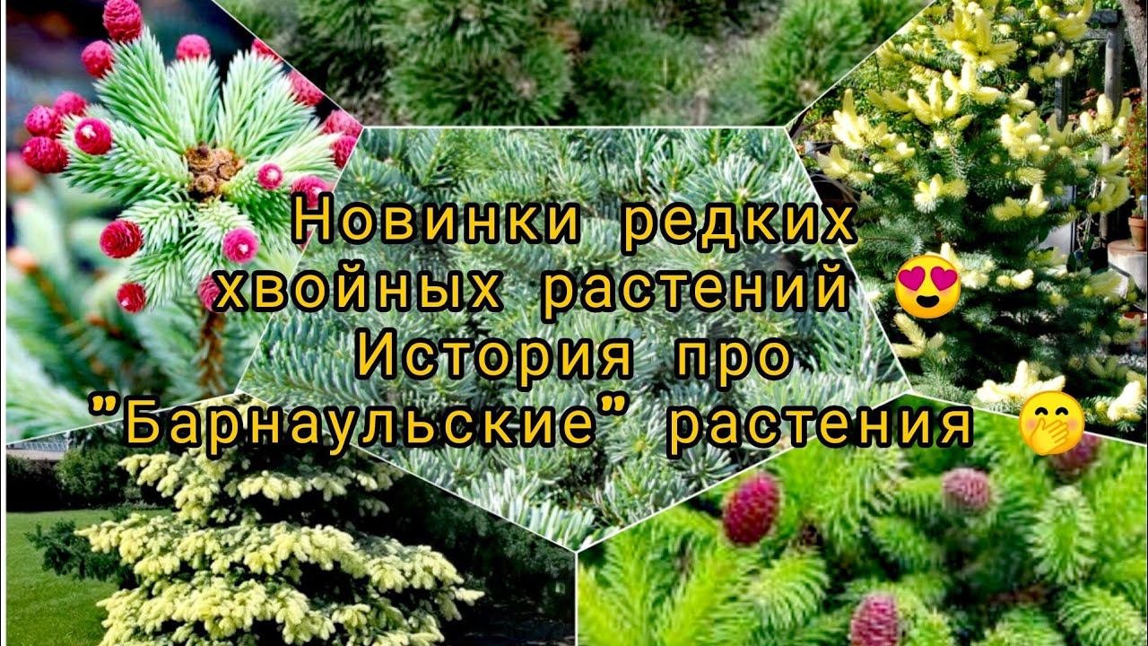 Новиночки редких хвойных растений История про "Барнаульские" растения 28 Июня 2023г