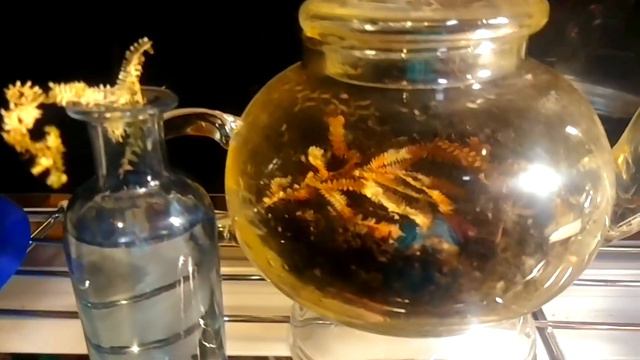 Rooting Cuttings In Water - How Soon Into Soil?