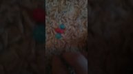 делаю майнкрафт человечка из лего