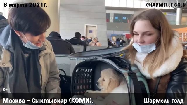Москва-Сыктывкар. Шармель голд опять улетает. Путешествие маленького лабрадора.