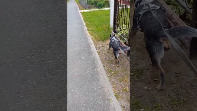 🐺🤪🐶 Мы такие разные или старый друг лучше новых двух 🐾🐾 Australian cattle dog