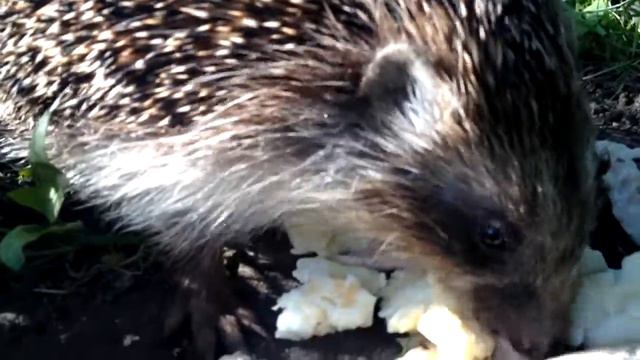 hedgehog (ёж)