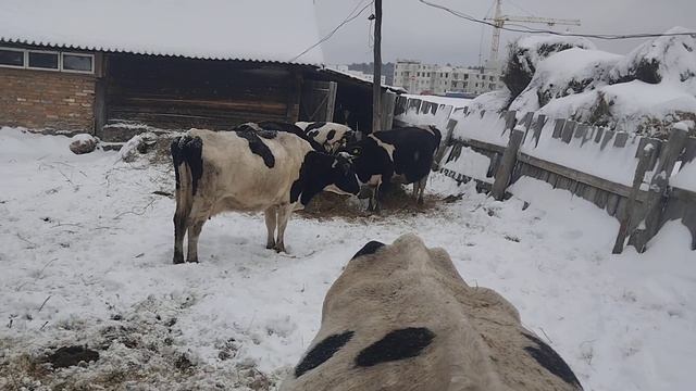 построил дощатник за 10