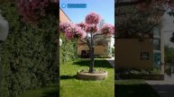 Бюджетный Ландшафтный Дизайн Красиво и ДЕШЕВО! #ландшафтныйдизайн #дом #дача #цветы #сад