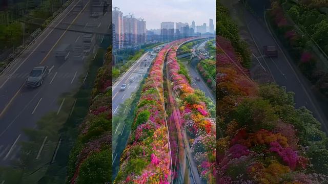 Flowers On Hangzhou Elevated Road 🇨🇳