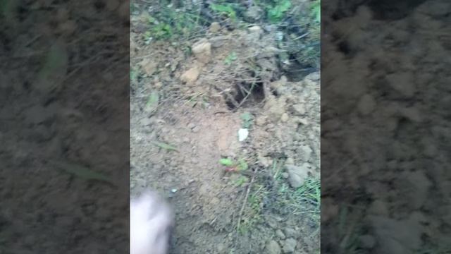 Ася 250 с нел торнадо