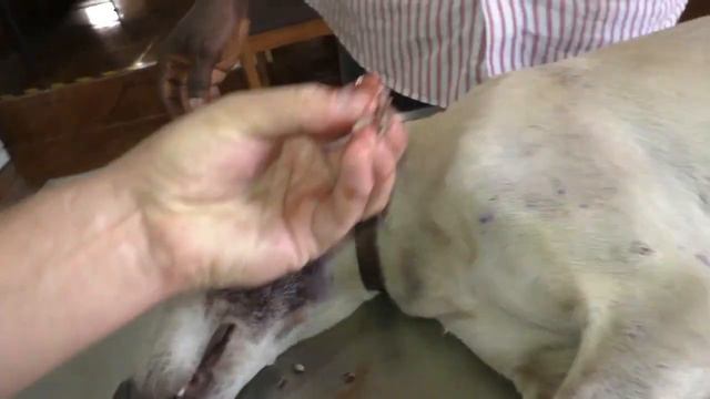 Remove Mangoworms From Dog - Remove Mango Worms From Dog Skin Удалите манговых червей с кожи собаки