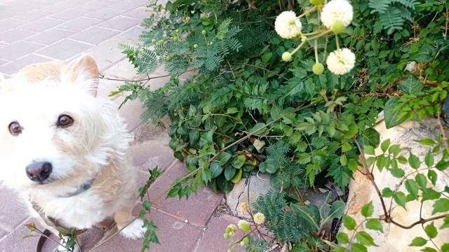 Леуцена светлоголовчатая. Внешний вид Леуцены, описание и использование