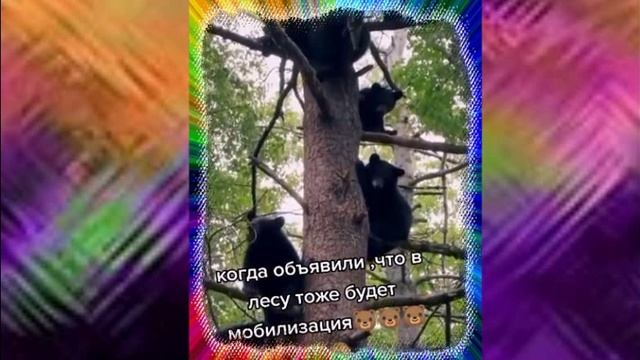 когда объявили,что в лесу тоже будет мобилизация