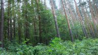 Белокуриха, Алтайский край, август 2024.