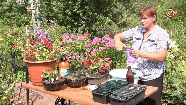 черенкование петуний