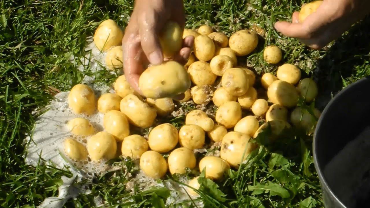 Как почистить ведро молодой картошки за 30 секунд
