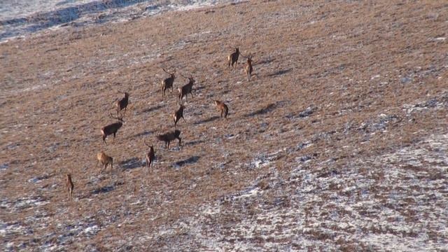 ОЛЕНИ-РОГАЧИ В КРЫМСКОМ ПРИРОДНОМ ЗАПОВЕДНИКЕ 29.11.2018г.