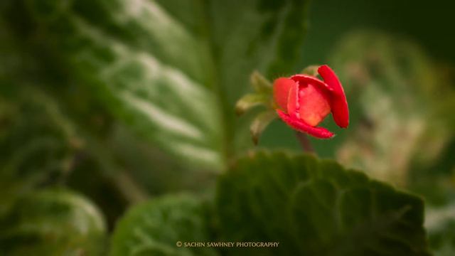 Episcia Plant Flower Bloom- Timelapse