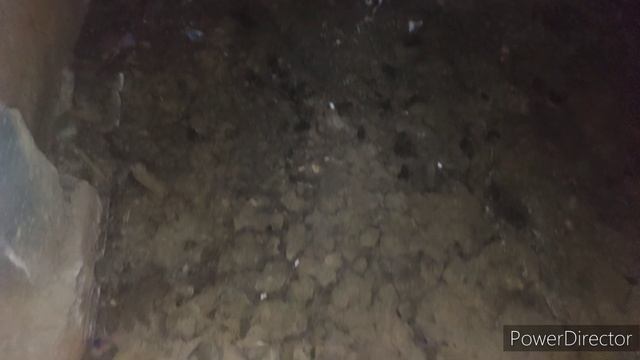 Борьба с подвальными крысами.