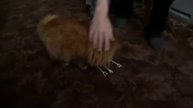 кот носит вещи как собака