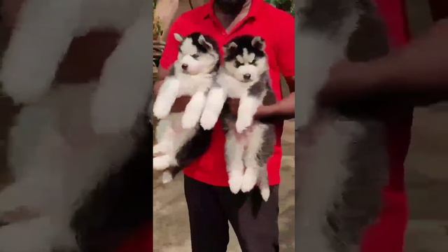 TOP QUALITY HUGE SIZE WOLLY COAT HUSKY ODD EYES 2️⃣PAIR AVAILABLE QUALITY SEEKERS DM 9884211384🏠❤️