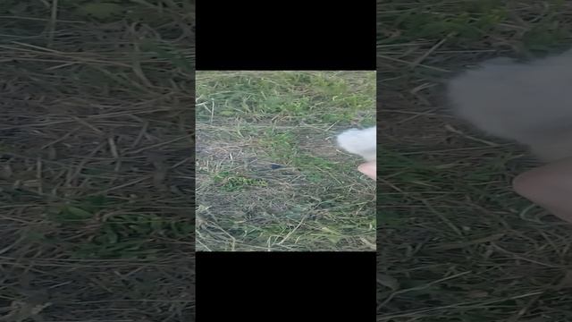 Большой кот 20220612