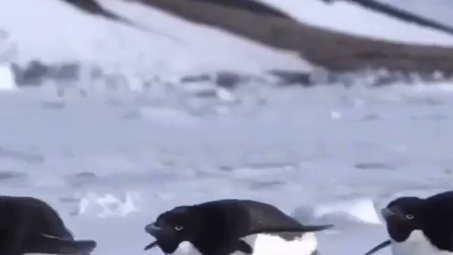 VID_20230321_191711_871.mp4