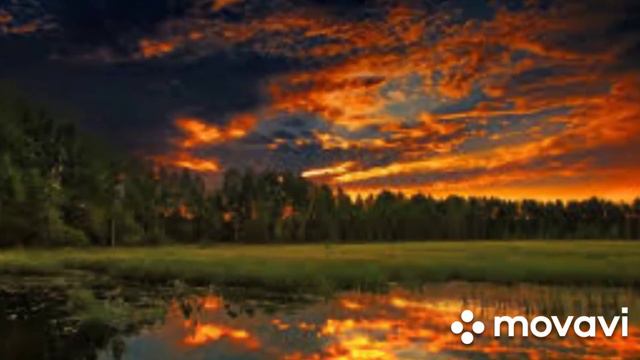 Утренний лес на заре