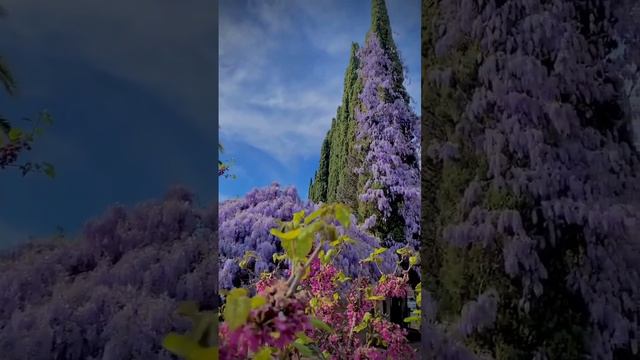 В Абхазии продолжается сезон цветения ГЛИЦИНИИ