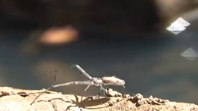 Spider Shoots A Spider Web - Паучок стреляет паутиной