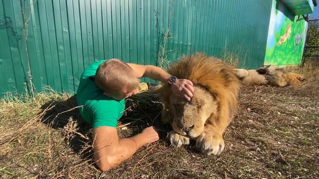 Как загорают СОЛНЕЧНЫЕ ЛЬВЫ Тайгана ! Лев Малыш любит лечиться !