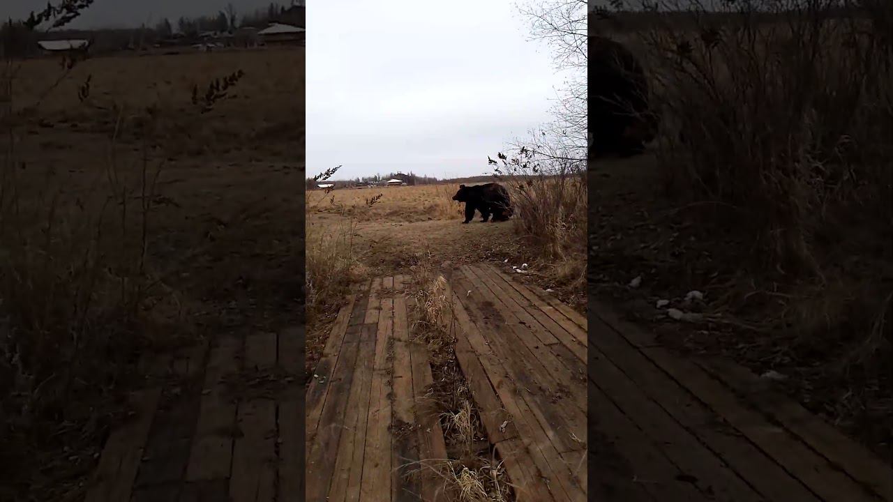 Послушная медведица.