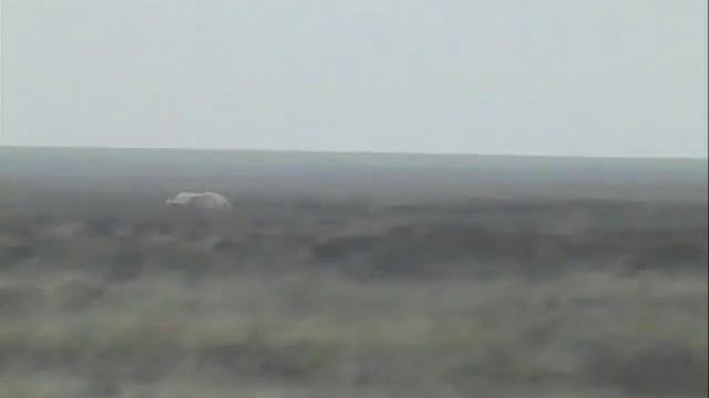 Скачка первопольных  РПБ на Кубке