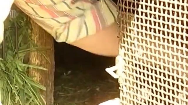 Разводить кроликов выгодно. Урожайные грядки.