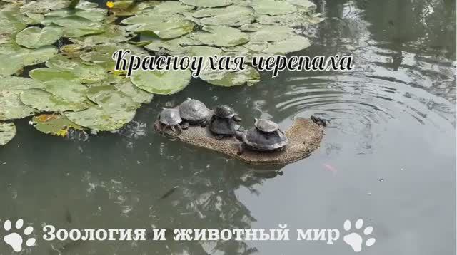 Морские черепахи