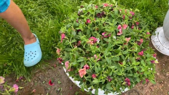 Стригу петунию не жалея!!!