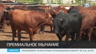 Коровы породы лимузин появились в Крыму