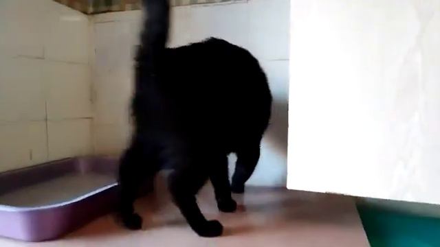 Виола чёрная грациозная кошка из приюта в дар