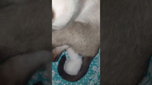 Кошка родила котят.