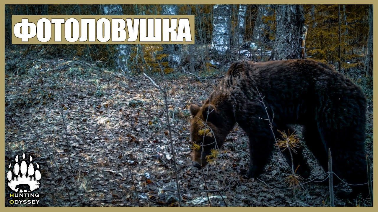Голодный медведь, волк и лиса