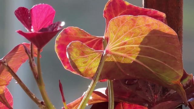 Canon powershot sx70 HS VideoTest