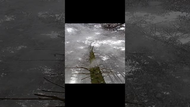 снегопад от ели! Парк