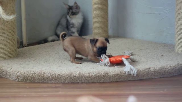 Девочка пти-брабансона, 1мес и нед